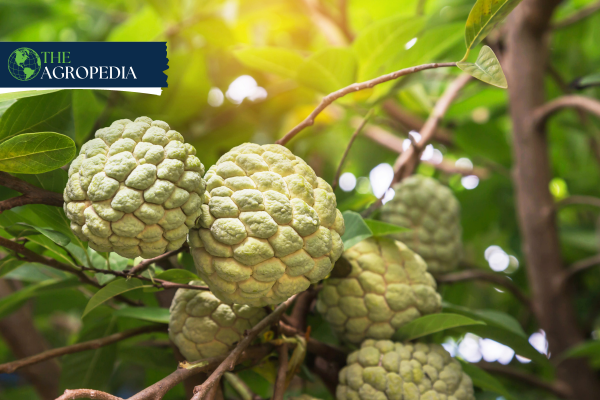Custard Apple