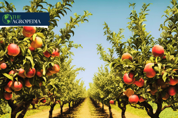 Orchard Planning