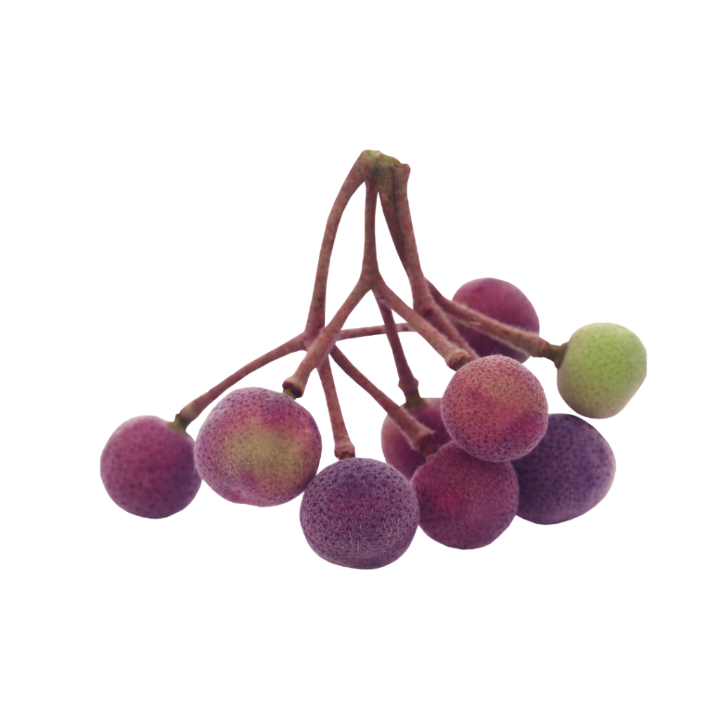 Phalsa