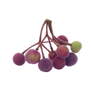 Phalsa